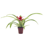 Guzmania mix - PT