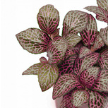 Fittonia 'Red' - PT