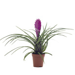 Tillandsia (Bromelia) mix - PT