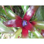 Neoregelia 'Fireball' - PT