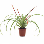 Tillandsia (Bromelia) mix - PT