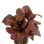 Fittonia 'Red' - PT