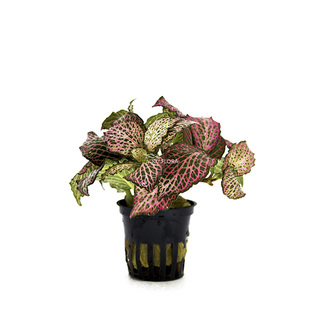 Fittonia 'Red' - PT