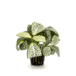 Fittonia 'Mini White' - PT