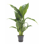 Spathiphyllum walissii - PT