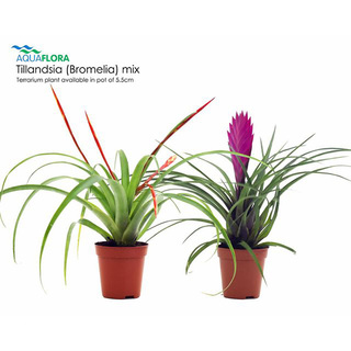 Tillandsia (Bromelia) mix - PT