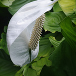 Spathiphyllum walissii - PT