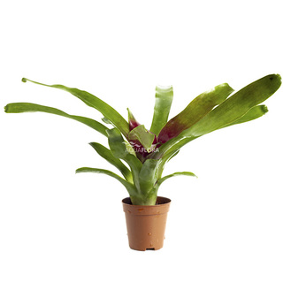 Neoregelia 'Fireball' - PT