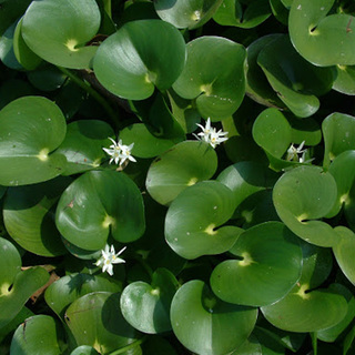 Heteranthera reniformis - LF plante flottante