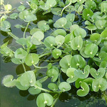 Heteranthera reniformis - LF plante flottante
