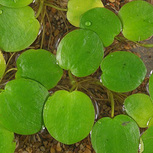 Portion Limnobium laevigatum- LF plante flottante