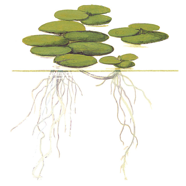 Limnobium laevigatum plante flottante aquarium aquadesigner Amano