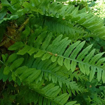 Fougère Polypodium Vulgare Rhizome