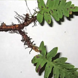 Fougère Polypodium Vulgare Rhizome