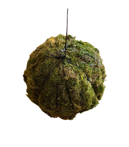 Balle de substrat avec mousse pour Wabi Kusa/Terrarium