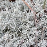 Lichen des Rennes vivant gris  - 5x5cm