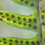 Fougère Polypodium Vulgare Rhizome