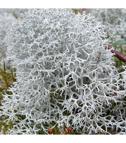 Lichen des Rennes vivant gris  - 5x5cm