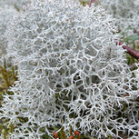 Lichen des Rennes vivant gris  - 5x5cm