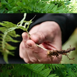 Fougère Polypodium Vulgare Rhizome