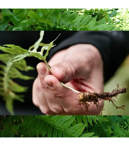 Fougère Polypodium Vulgare Rhizome