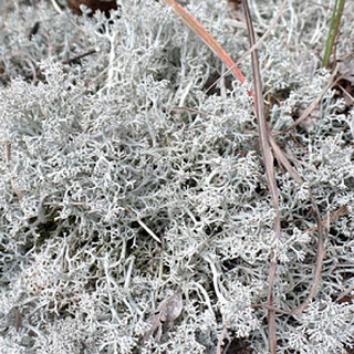 Lichen des Rennes vivant gris  - 10x10cm