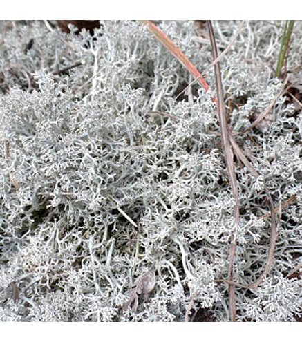 Lichen des Rennes vivant gris  - 10x10cm