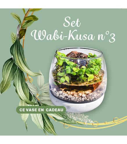 Set DIY Wabi Kusa n°3 -Joyau- série limitée