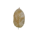 Feuilles de Shorea  x10