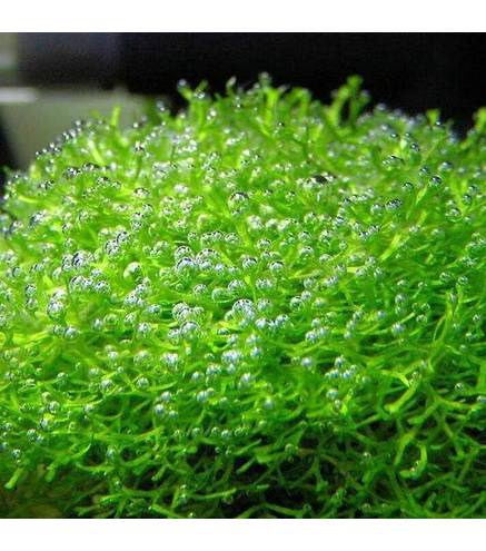 Riccia fluitans en Portion