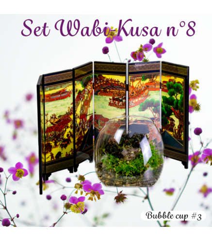 Set DIY Wabi Kusa n°8  - mon mini jardin aquatique