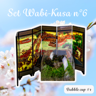 Set DIY Wabi Kusa n°6  - mon mini jardin aquatique