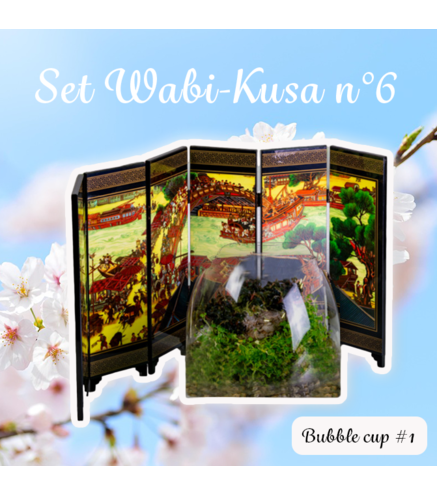 Set DIY Wabi Kusa n°6  - mon mini jardin aquatique