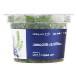Limnophila Sessiliflora in vitro