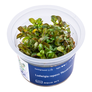 Ludwigia repens 'Mesakana' in vitro