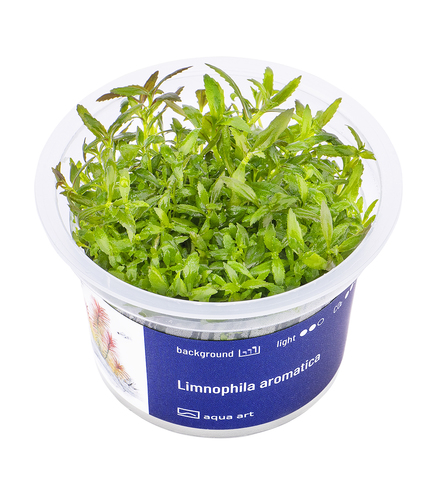 Limnophila Aromatica in vitro