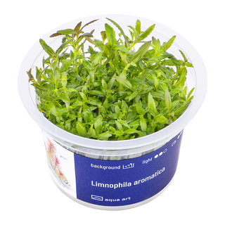 Limnophila Aromatica in vitro
