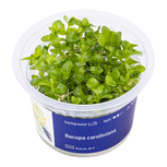 Bacopa Caroliniana  in vitro