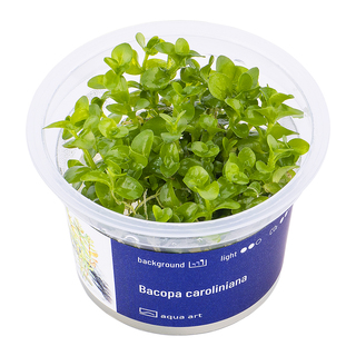 Bacopa Caroliniana - in-vitro