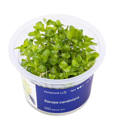 Bacopa Caroliniana  in vitro