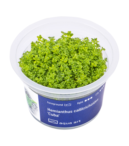 Hemianthus callitrichoides 'Cuba' in-vitro