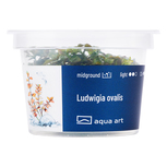 Ludwigia Ovalis in vitro