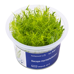 Bacopa Myriophylloides in vitro