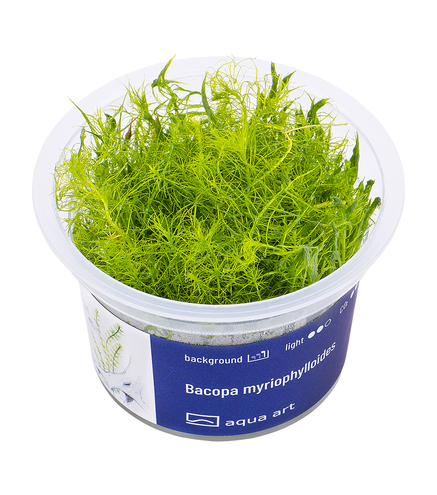 Bacopa Myriophylloides in vitro