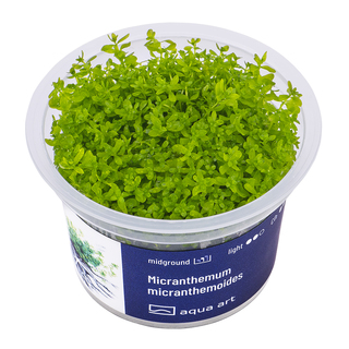 Micranthemum micranthemoides in vitro