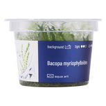 Bacopa Myriophylloides in vitro