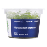 Micranthemum Umbrosum in vitro