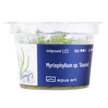 Myriophyllum sp. ’Guyana’ in-vitro