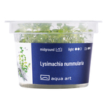 Lysimachia Nummularia in-vitro