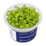 Micranthemum Umbrosum in vitro